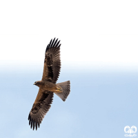 گونه عقاب پر پا Booted Eagle 